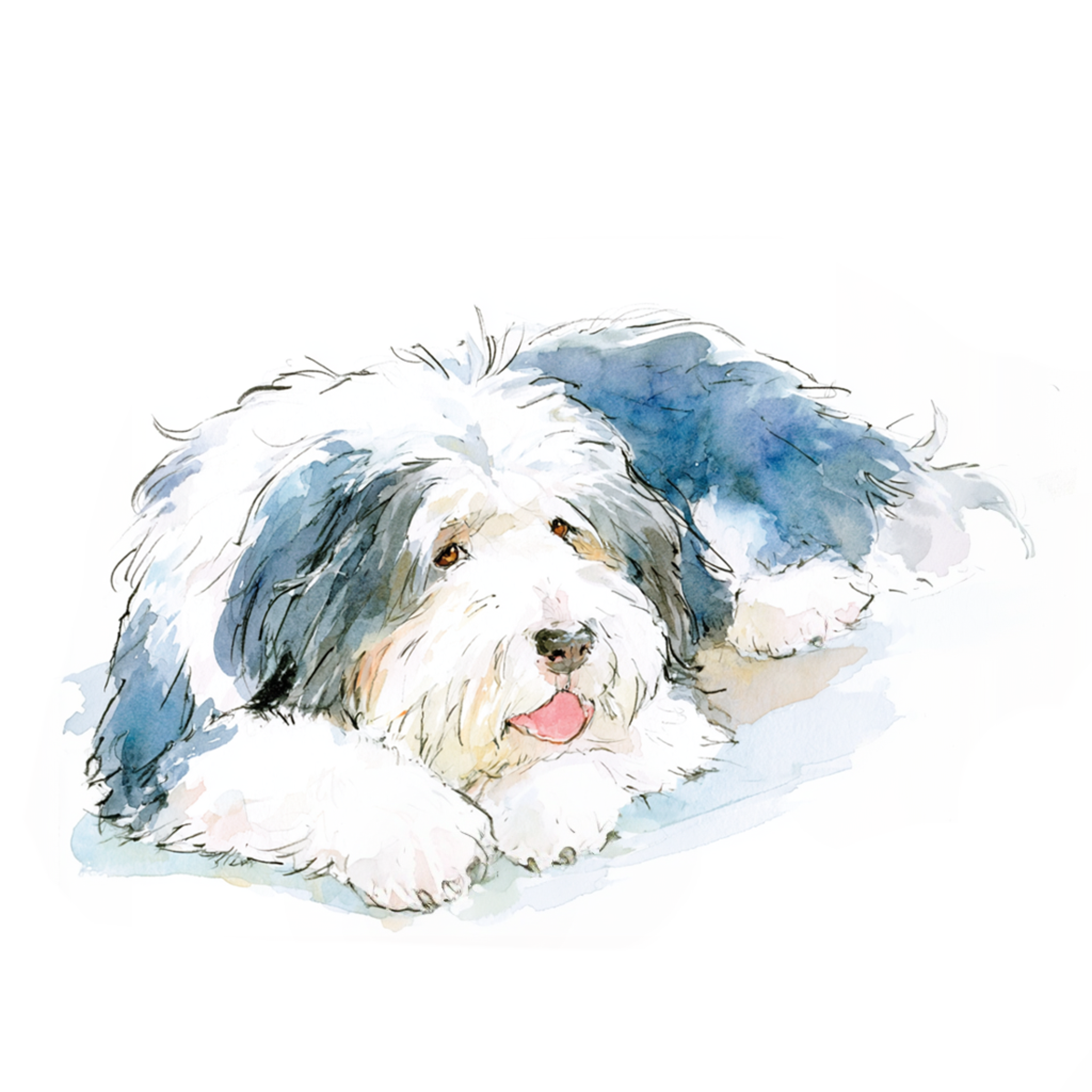 床に伏せているオールドイングリッシュシープドッグの水彩イラスト
