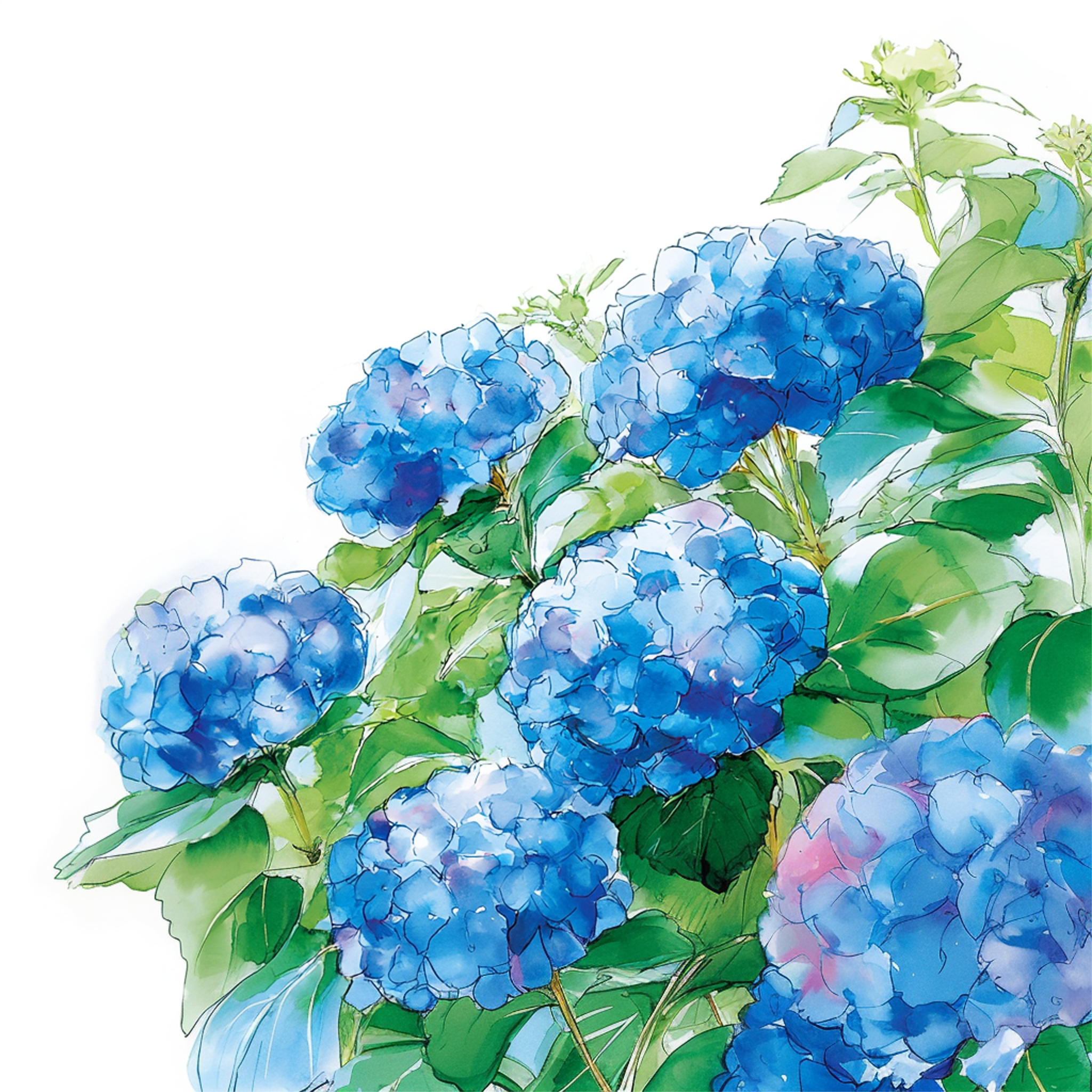 青い紫陽花の水彩イラスト